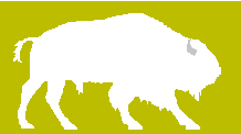 buffalo